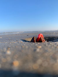 Close-up of crab on beach against clear sky