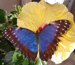 Close-up of butterfly on flower