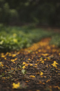 Close-up of yellow autumn leaves on road