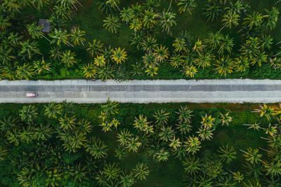 Aerial view of road amidst tropical trees on land