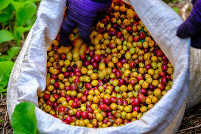 Selective focus raw cherry coffee beans in white sacks and farmer hand in farmland chiangrai