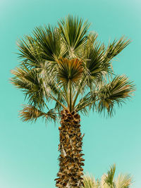 Low angle view of palm tree against clear blue sky during sunny day