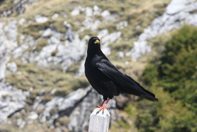 Close-up of bird perching on rock