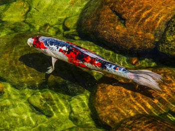 Close-up of koi fish in water