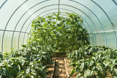 Plants growing in greenhouse