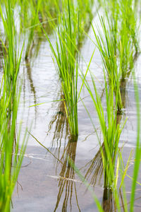 Plants growing in lake