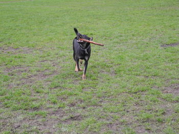 Dog carrying stick in mouth while running on field