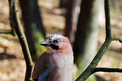 Close-up of bird