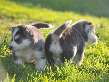 Sheep in a field