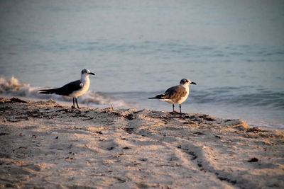 Seagulls on beach