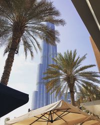 Low angle view of palm trees against sky