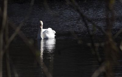 Swan swimming in lake