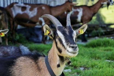 Close-up of domestic goat