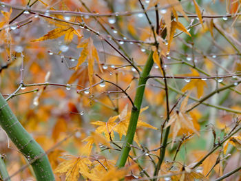 Close-up of plants during autumn