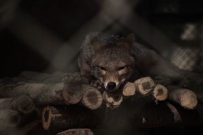 Close-up of a fox