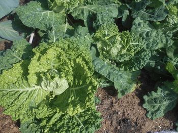 vegetable