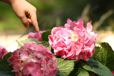 Close-up of hand holding pink roses