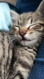 Close-up of cat sleeping