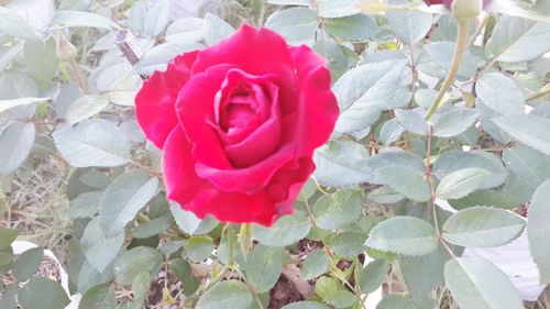 Close-up of pink flower