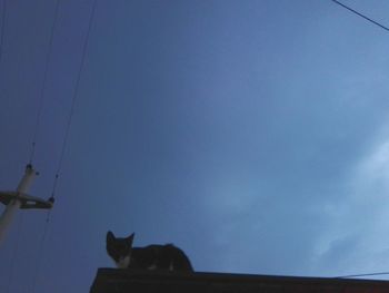 Low angle view of horse against sky