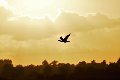 Low angle view of silhouette birds flying against sky