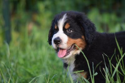 Close-up of dog on grass