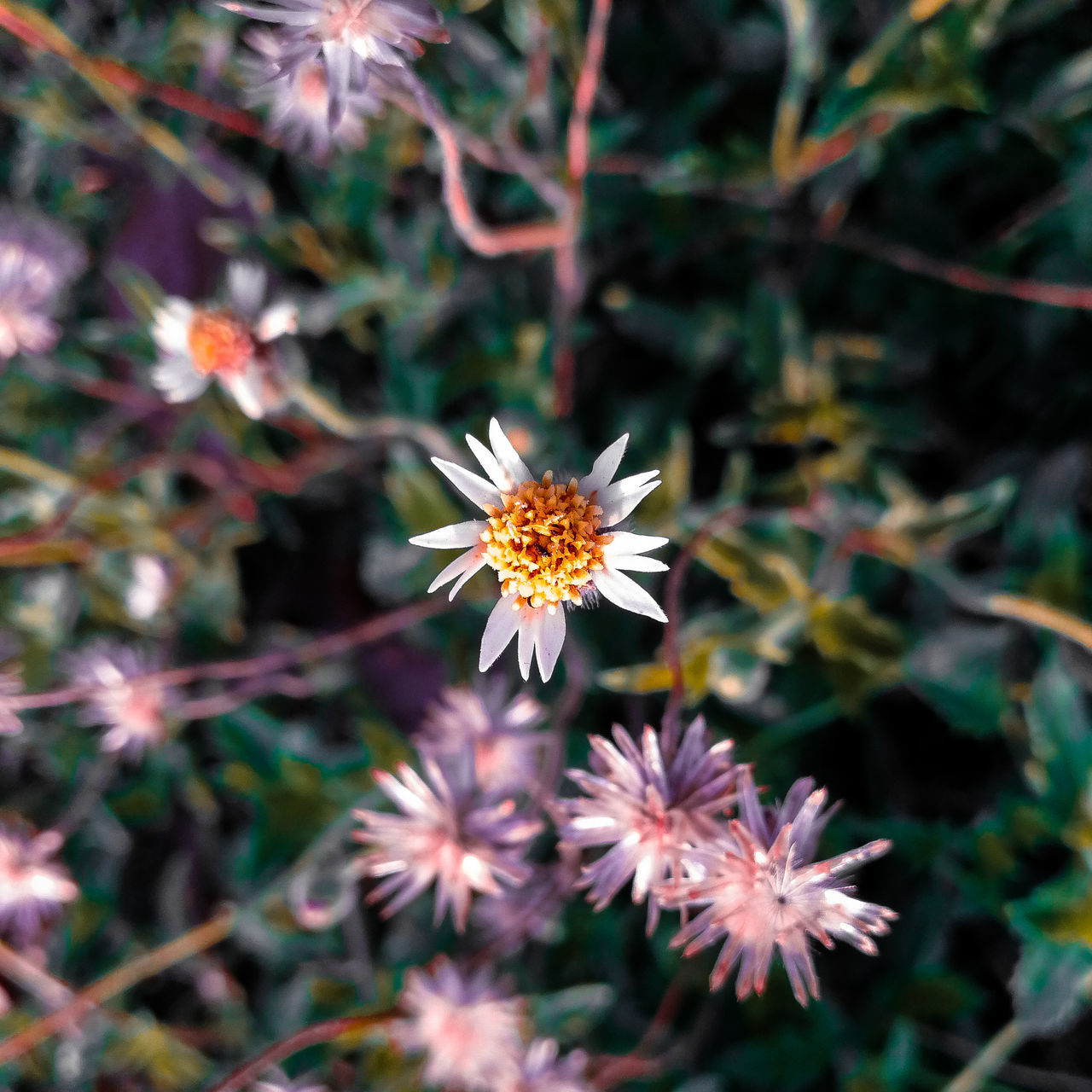 CLOSE-UP OF FLOWERING PLANTS