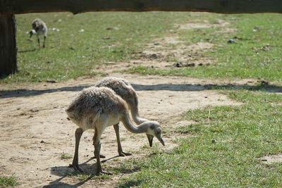 View of two nandu babies on field