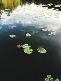 Water lily in lake