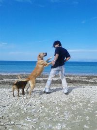 Rear view of man playing with dogs at beach