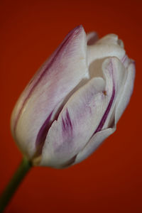 Close-up of white rose