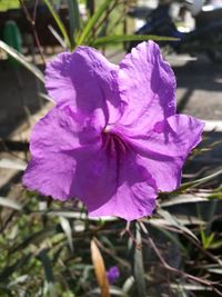 Close-up of pink flower blooming outdoors