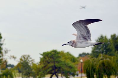 Seagull flying in mid-air