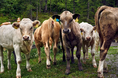 Cows standing on field