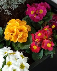 Close-up of flowers blooming outdoors