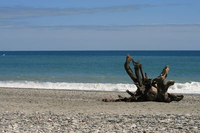 Driftwood on beach against sky