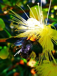 Close-up of insect on flower