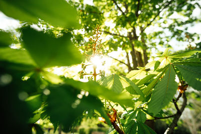 Close-up of leaves on tree