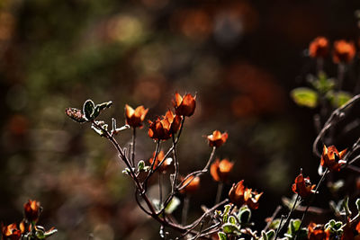 Close-up of red flowering plant