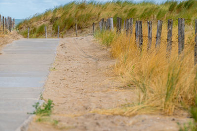 Dirt road amidst plants and trees