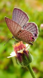 Close-up of butterfly pollinating on flower