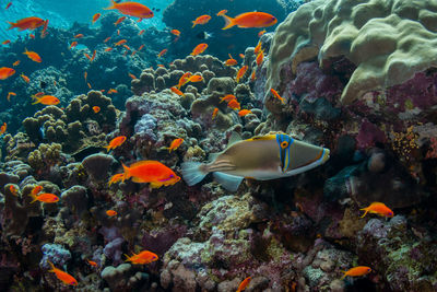 Fish swimming in sea