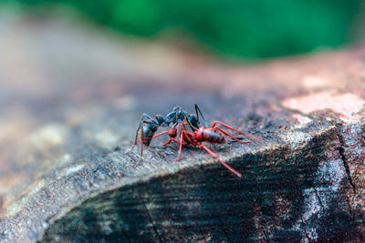 Close-up of insect on rock