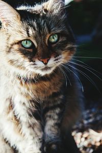 Close-up portrait of cat