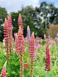 Close-up of pink flowering plants on field