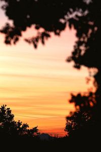 Silhouette of trees at sunset