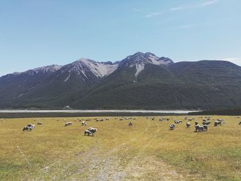 Flock of sheep grazing on mountains against clear sky