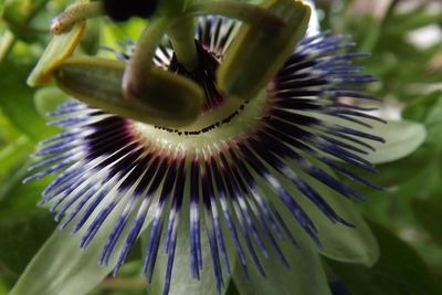 Close-up of passion flower