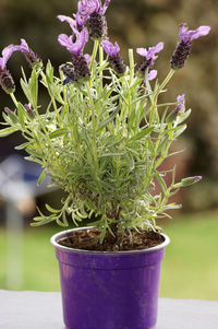 Close-up of potted plant