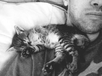 Portrait of cat sleeping